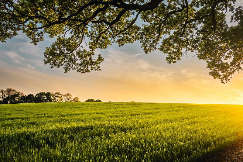 habit change can occur with a simple decision - image of a field - you can choose to cross the field a different way
