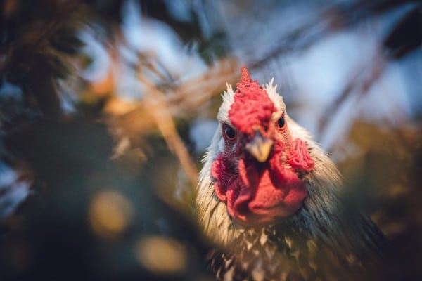hypnotherapy vs stage hypnosis chicken