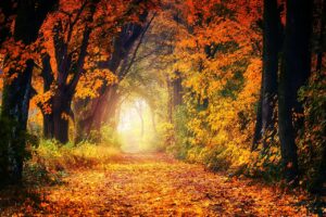Forest clients' core values 